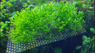 (Category: ) located in . Submitted by crazygreenfingers (Listing ID 1037672073, Image 1). Description: .