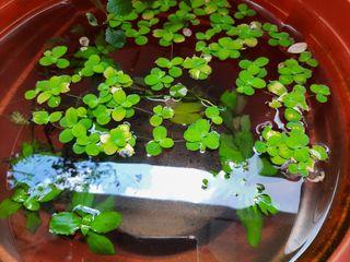 Dwarf lettuce