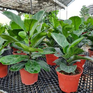 (Category: ) located in . Submitted by rumah.plants (Listing ID 1039781876, Image 1). Description: .