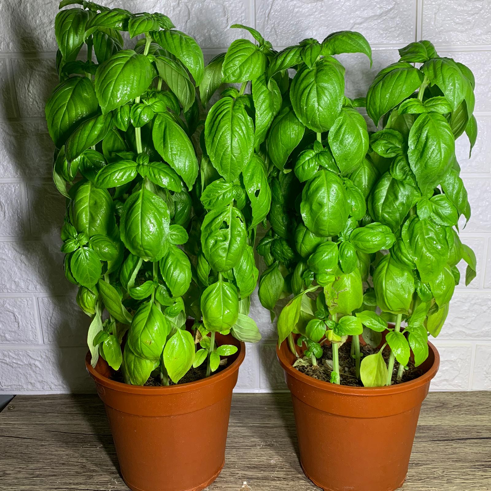 Italian Sweet Basil, Furniture & Home Living, Gardening, Plants & Seeds