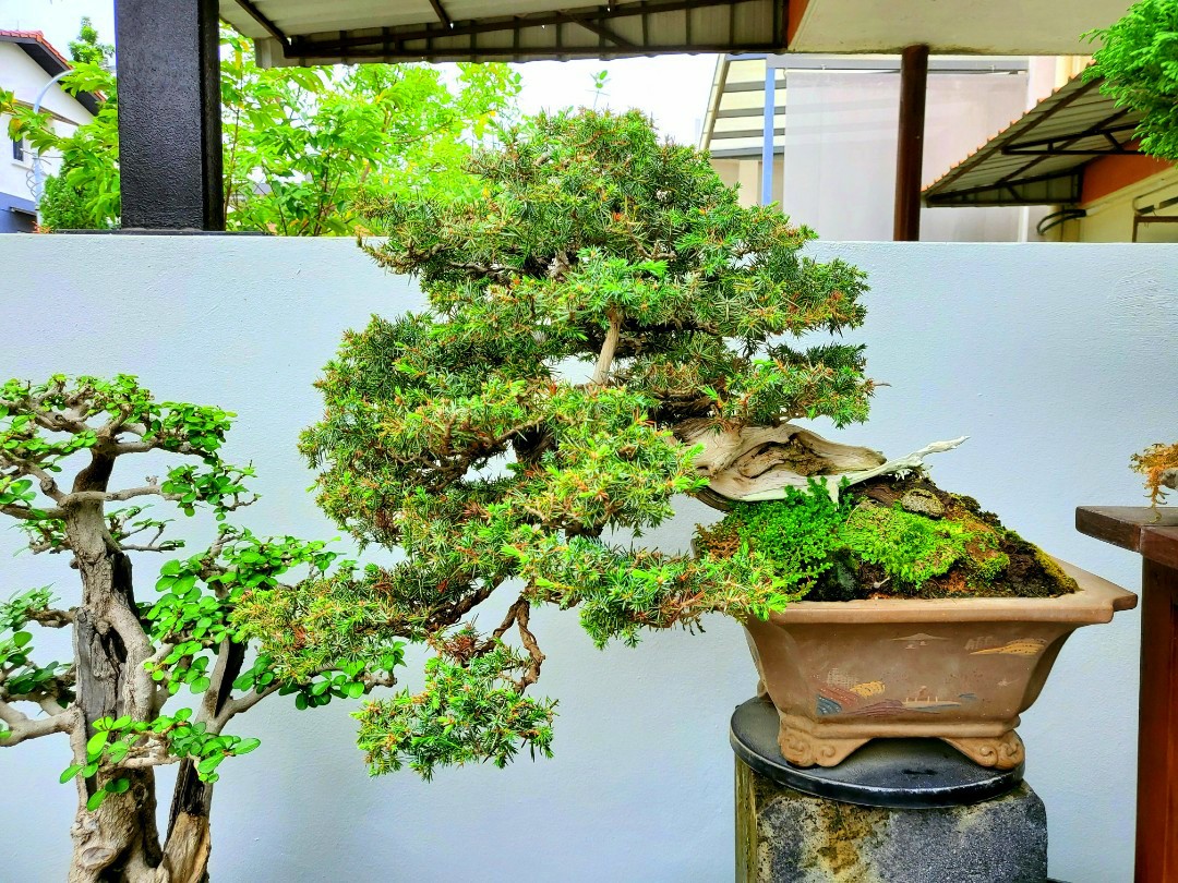 Reserved* Japanese Tosho Bonsai, Gardening, Plants on Carousell Reserved* Japanese Tosho Bonsai, Gardening, Plants on Carousell