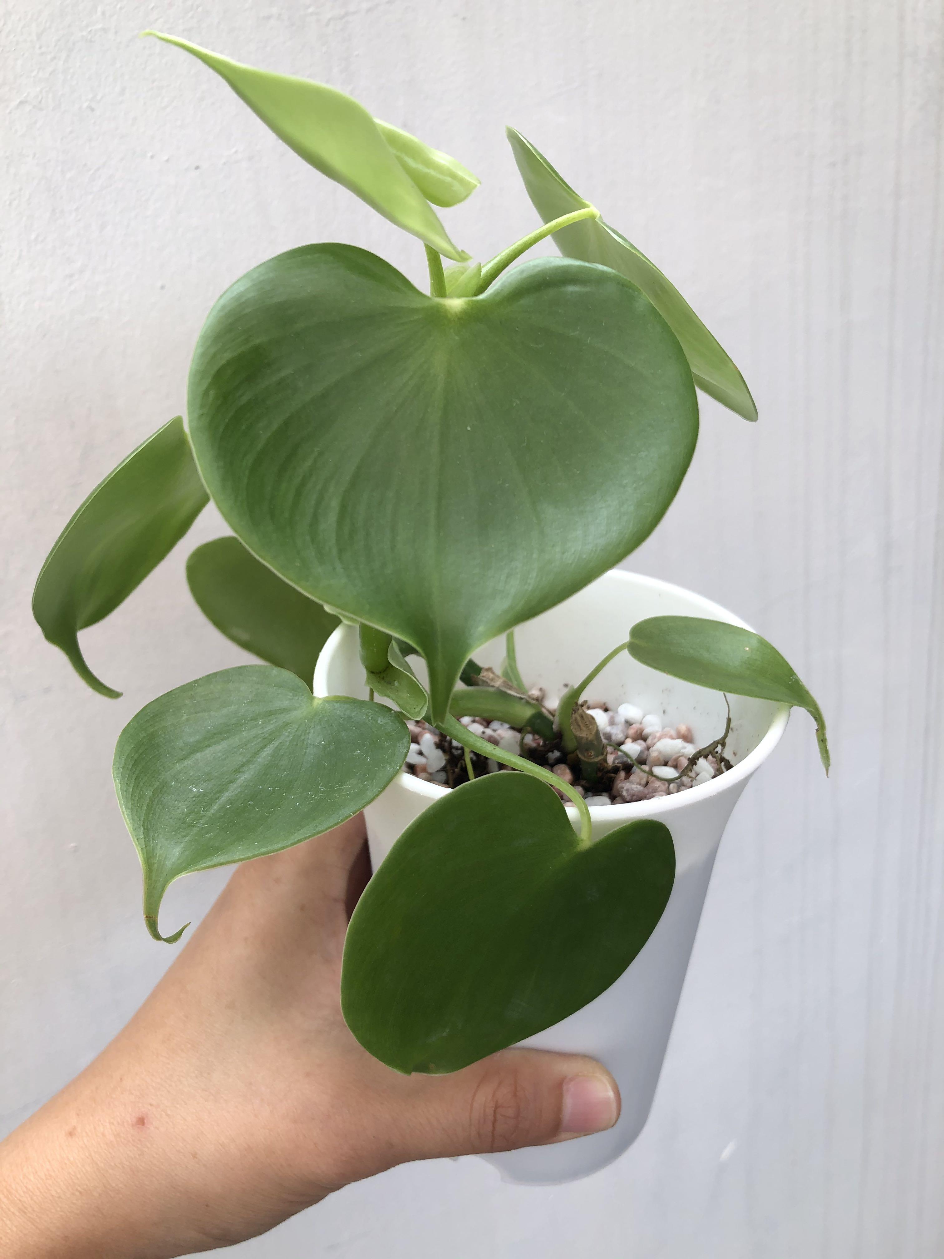 Philodendron Grazielae Furniture Home Living Gardening Plants Seeds On Carousell
