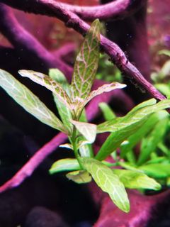 (Category: ) located in . Submitted by collectoraquatics (Listing ID 1039803315, Image 1). Description: .