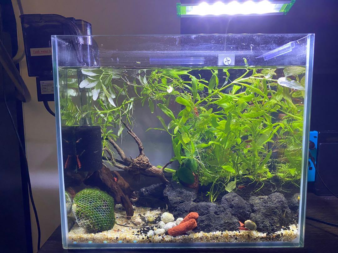 complete tropical fish tank