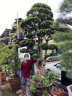 bonsai tree | Gardening | Carousell Singapore