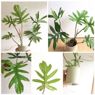 （分類：）位於 。 由 sweet_flora 提交（商品編號 1039924289，圖片 1）。簡介： 。