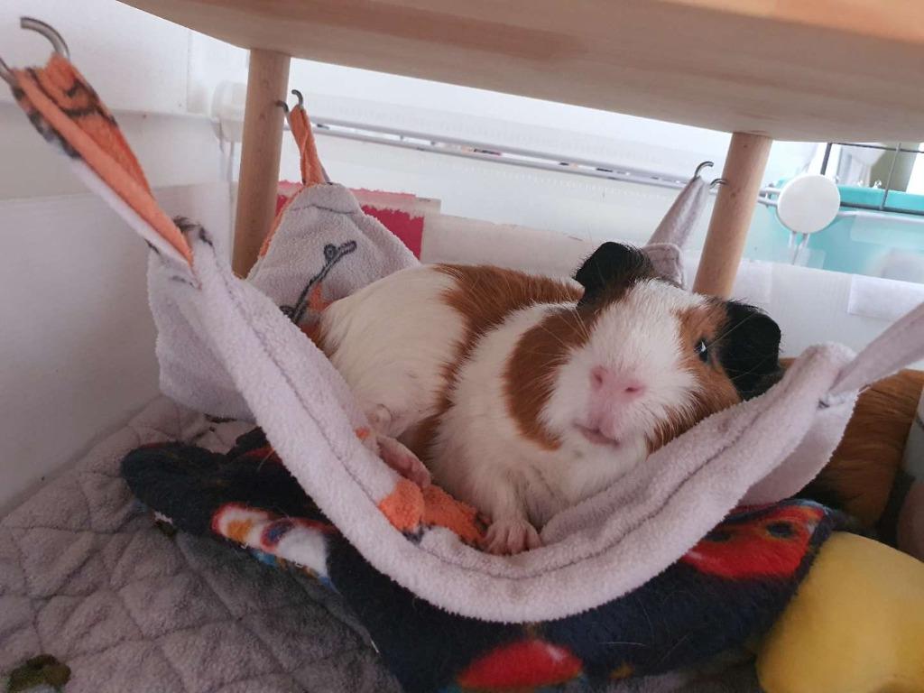 Guinea pig hammock with store stand
