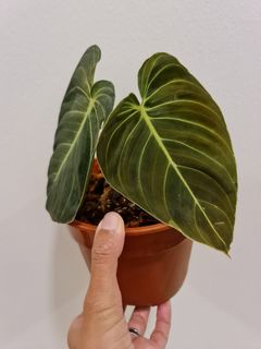 (Category: ) located in . Submitted by theaccidentalplanter (Listing ID 1040058939, Image 1). Description: .