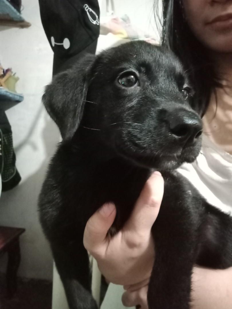 Labrador sales aspin puppy