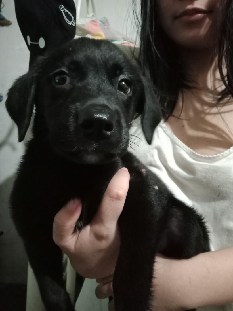 PURE LABRADOR X HALF LABRADOR PUPPY, Pet Supplies, Homes & Other Pet
