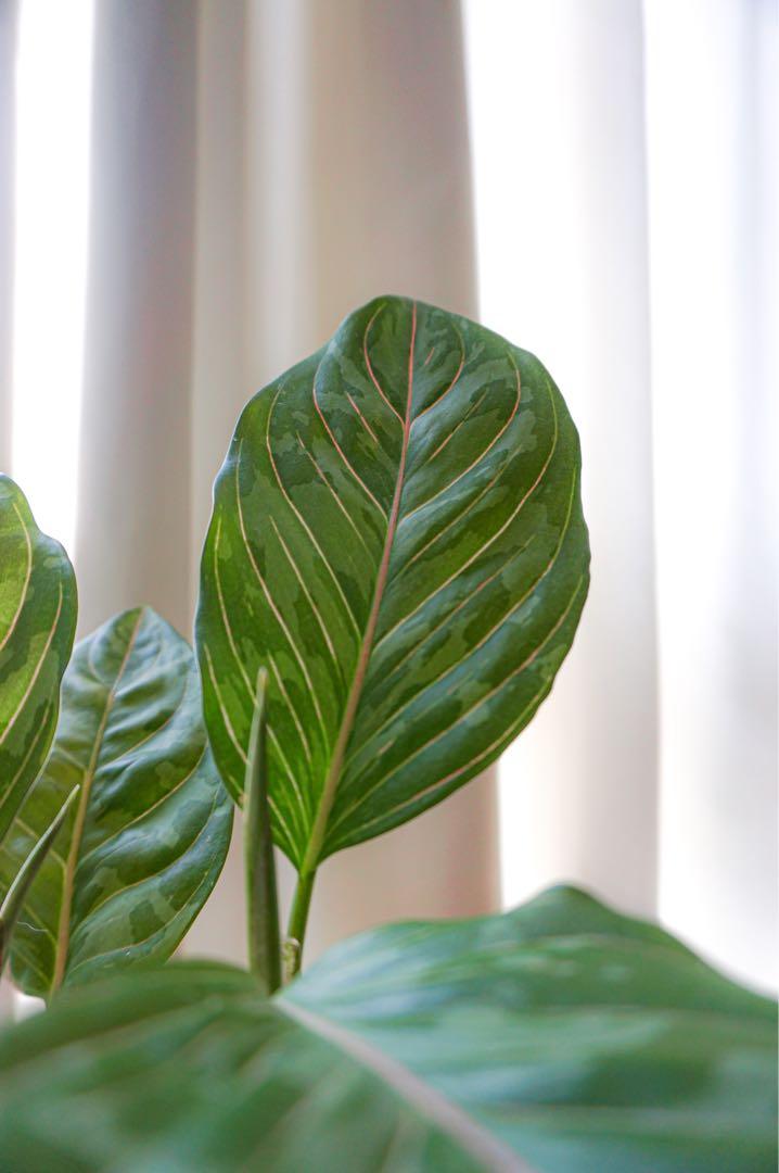 Aglaonema Army Look And Fittonia Combo Gardening Plants On Carousell