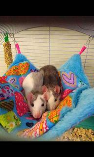 Sugar Glider Pet Supplies Carousell Singapore