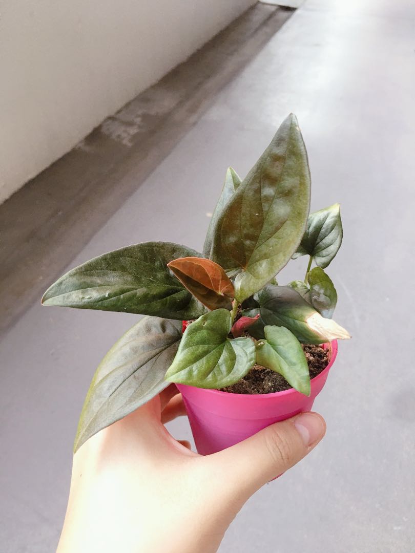 Red Arrow Syngonium Erythrophyllum Gardening Plants On Carousell Syngonium are widely used in office buildings due to their low maintenance characteristics. red arrow syngonium erythrophyllum
