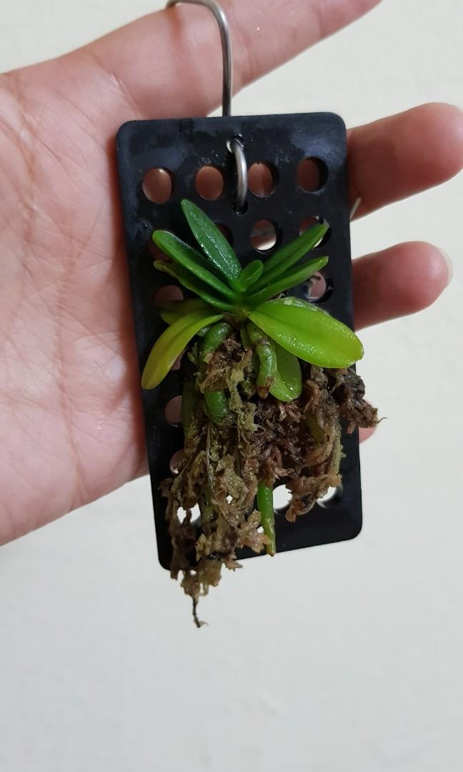 Miniature Orchid Schoenorchis Fragrans Hanging Plant Gardening Plants On Carousell