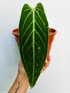(Category: ) located in . Submitted by theaccidentalplanter (Listing ID 1040136299, Image 1). Description: .