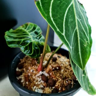 (Category: ) located in . Submitted by theaccidentalplanter (Listing ID 1040236604, Image 1). Description: .