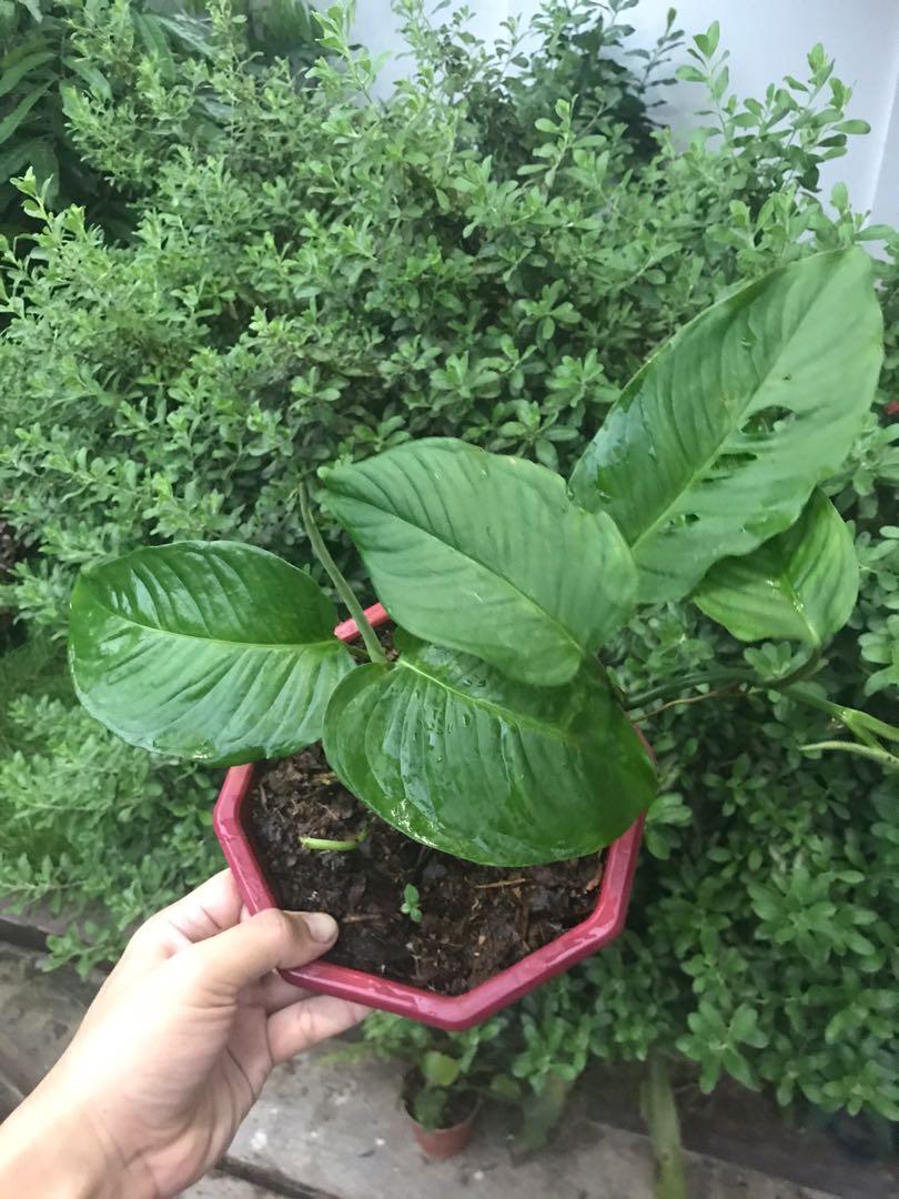 Monstera Adansonii Laniata Gardening Flowers Plants On Carousell