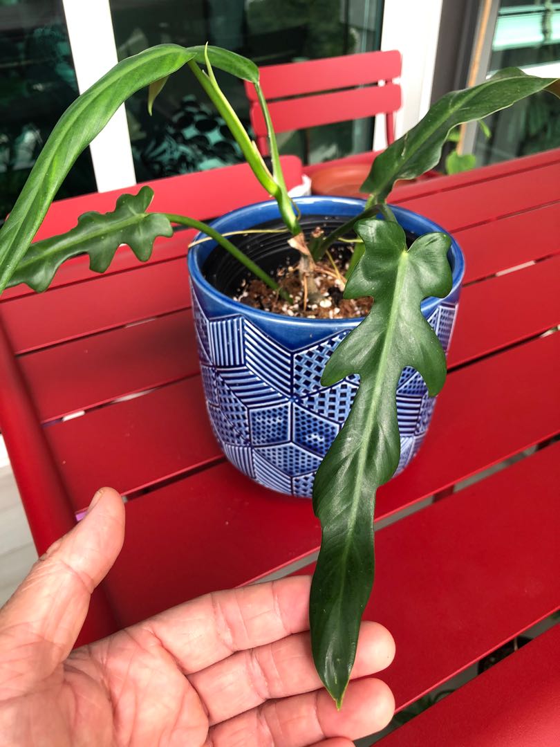 Philodendron Elegans Furniture Home Living Gardening Plants Seeds On Carousell