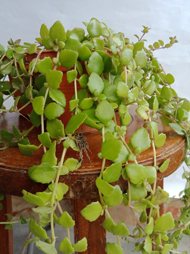 Plecthrantus Prostatus Succulent Home Furniture Gardening On Carousell