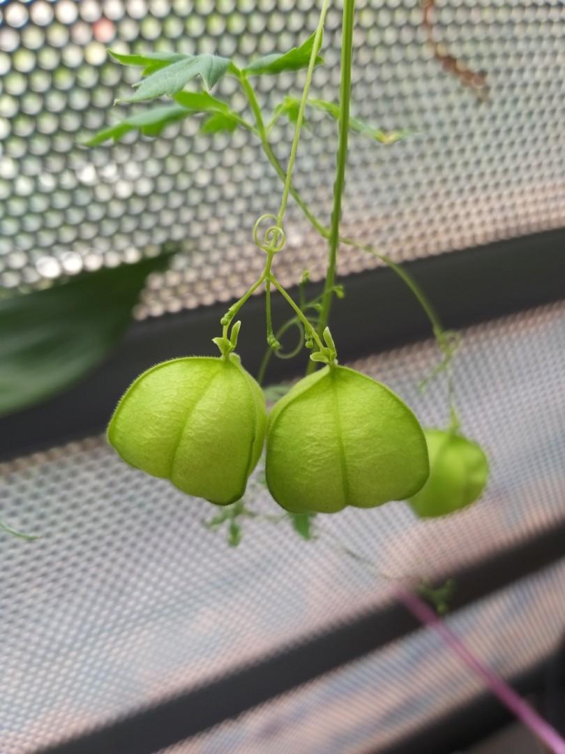 Balloon Vine Seeds Leaf Gardening Plants On Carousell