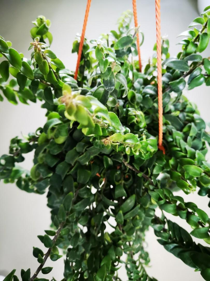 Twisted lipstick plant Aeschynanthus 'Rasta