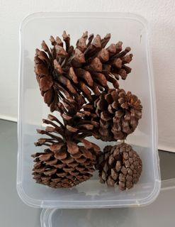 一盒四個 乾淨原個松果 4pcs clean original pine cones