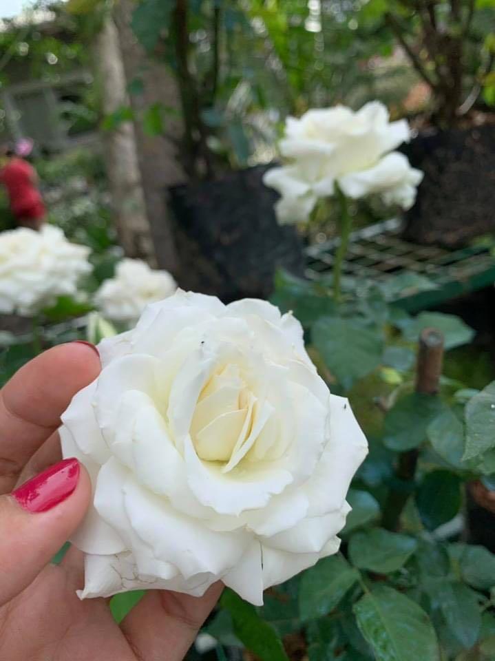 American Roses Pink White Peach And Pink Available Colors For Sale Gardening Flowers Plants On Carousell