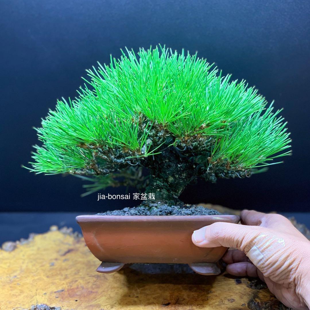 Japanese Shohin Black Pine Bonsai Gardening Plants On Carousell
