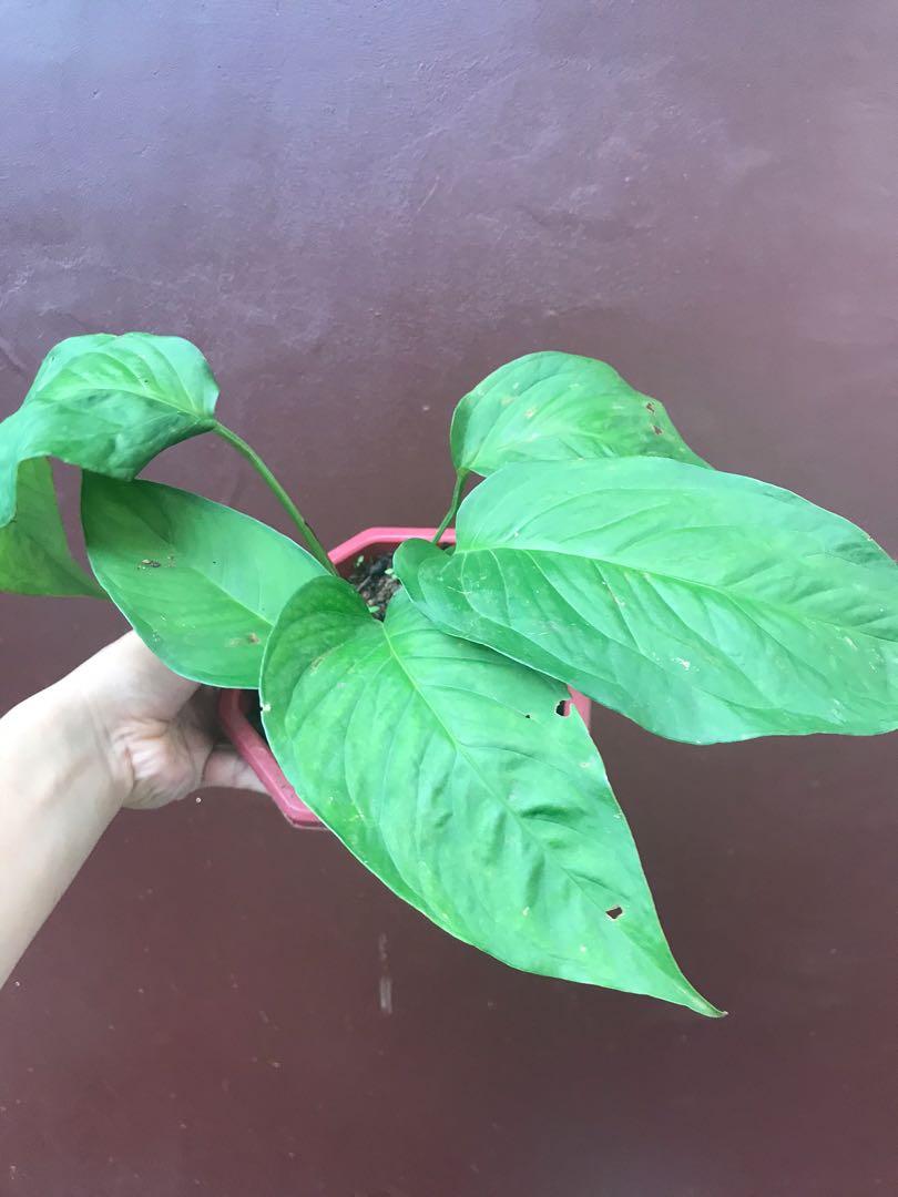 Monstera Adansonii Var Laniata Gardening Flowers Plants On Carousell