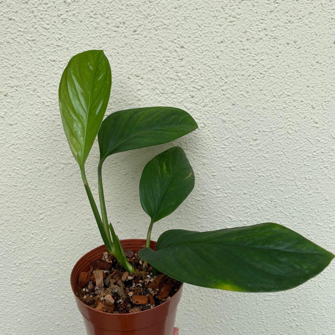 Monstera Pinnatipartita Gardening Plants On Carousell