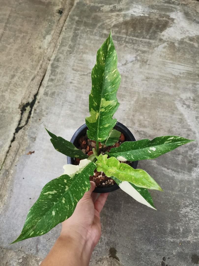 Philodendron Ring Of Fire Variegated Gardening Plants On Carousell