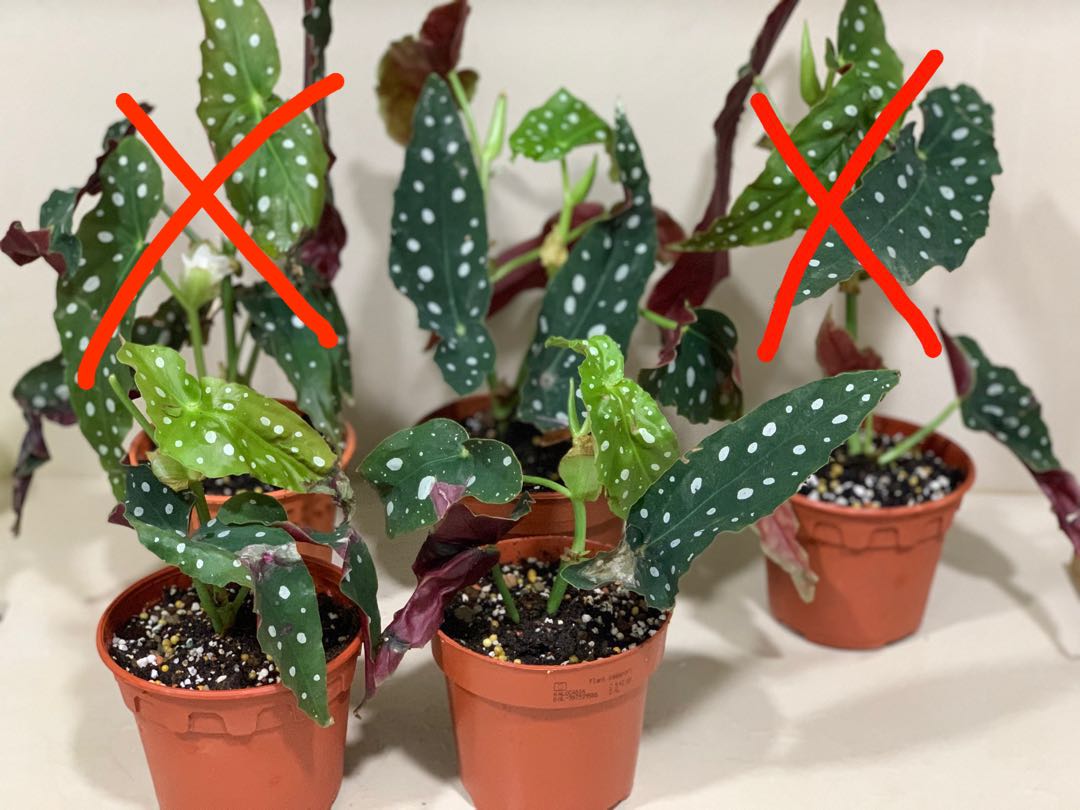Rare Begonia Maculata Wightii Polka Dot plant, Furniture & Home ...