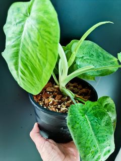 (Category: ) located in . Submitted by theaccidentalplanter (Listing ID 1040442839, Image 1). Description: .