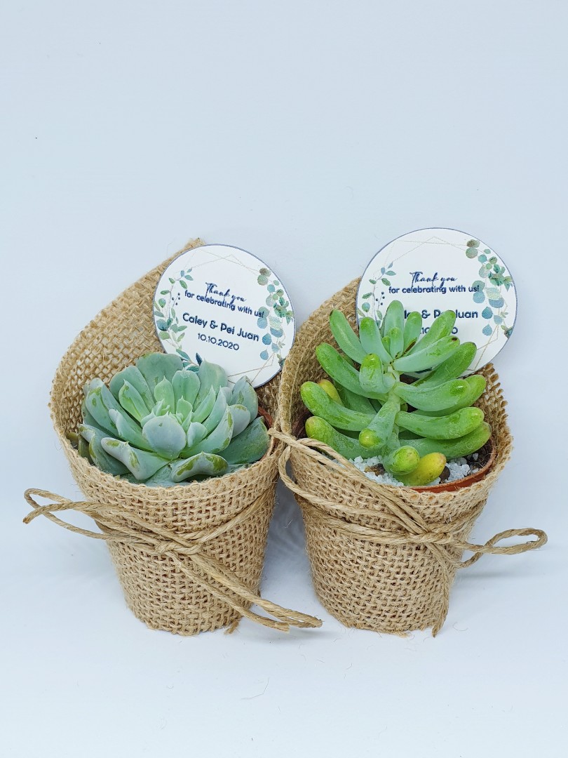 Wedding Favors Giveaways Rustic Succulent Plants 5cm Pots Furniture Home Living Home Decor Artificial Plants Flowers On Carousell