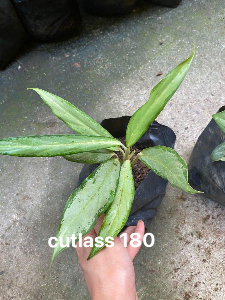 Aglaonema Cutlass Gardening Flowers Plants On Carousell