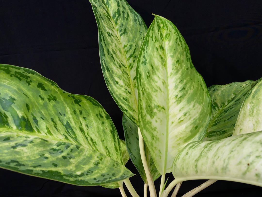 Aglaonema White Peacock, Gardening, Plants on Carousell
