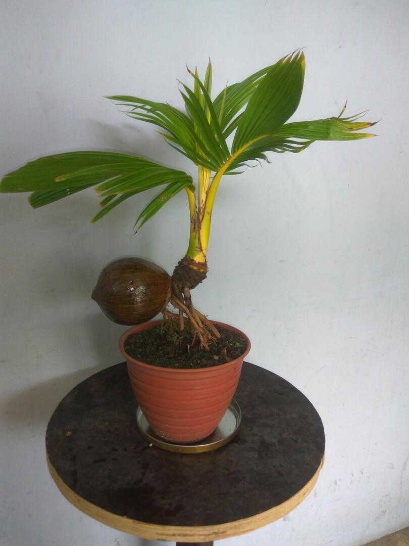 Tanaman Hias Bonsai Kelapa Perkebunan Di Carousell