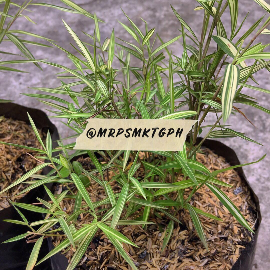 Variegated Pogonatherum, Furniture & Home Living, Gardening, Plants