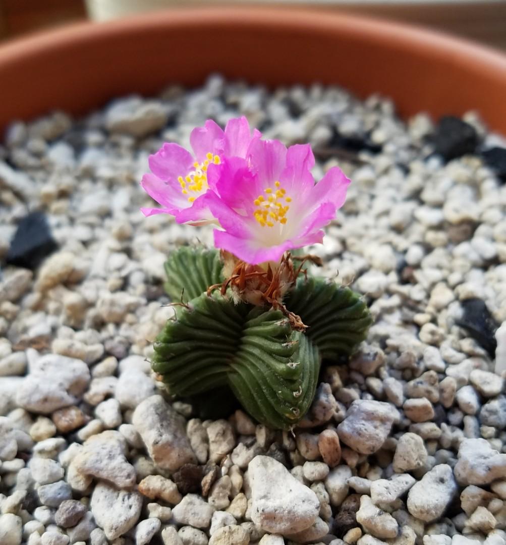 紅籠五星龍紅龍五角花籠塊根植物蘭花多肉植物aztekium Ritteri Aztekium Valdezii 五星花籠開花 傢俬 家居 園藝 植物及種子 Carousell