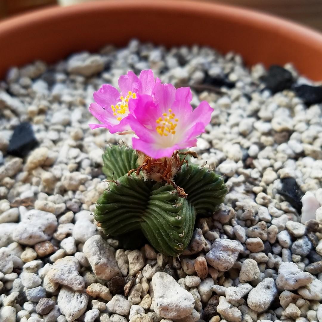 紅籠五星龍紅龍五角花籠塊根植物蘭花多肉植物aztekium Ritteri Aztekium Valdezii 五星花籠開花 傢俬 家居 園藝 植物及種子 Carousell