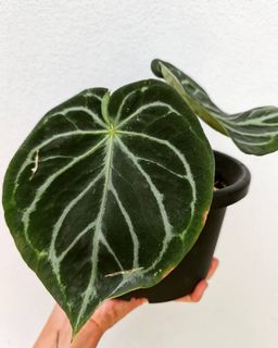(Category: ) located in . Submitted by theaccidentalplanter (Listing ID 1048123152, Image 1). Description: .