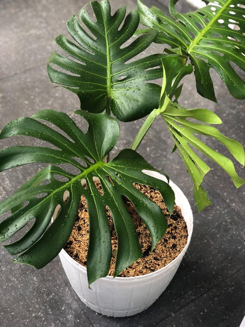 Monstera King Perkebunan Di Carousell