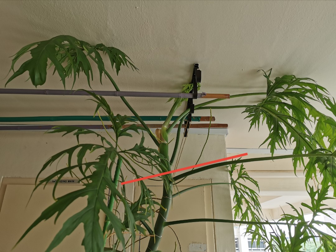 Philodendron Warscewiczii Cutting Only Furniture Home Living Gardening Plants Seeds On Carousell