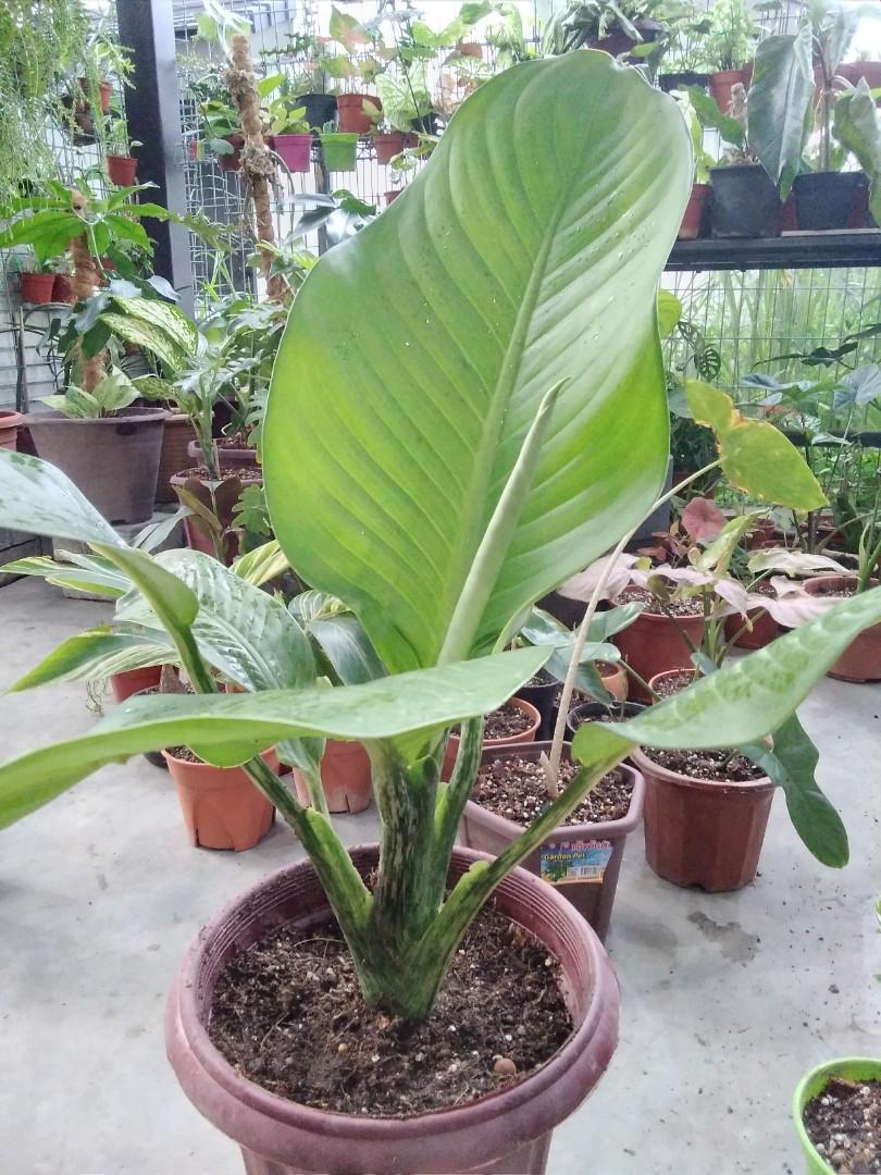 RARE Dieffenbachia big ben, Furniture & Home Living, Gardening