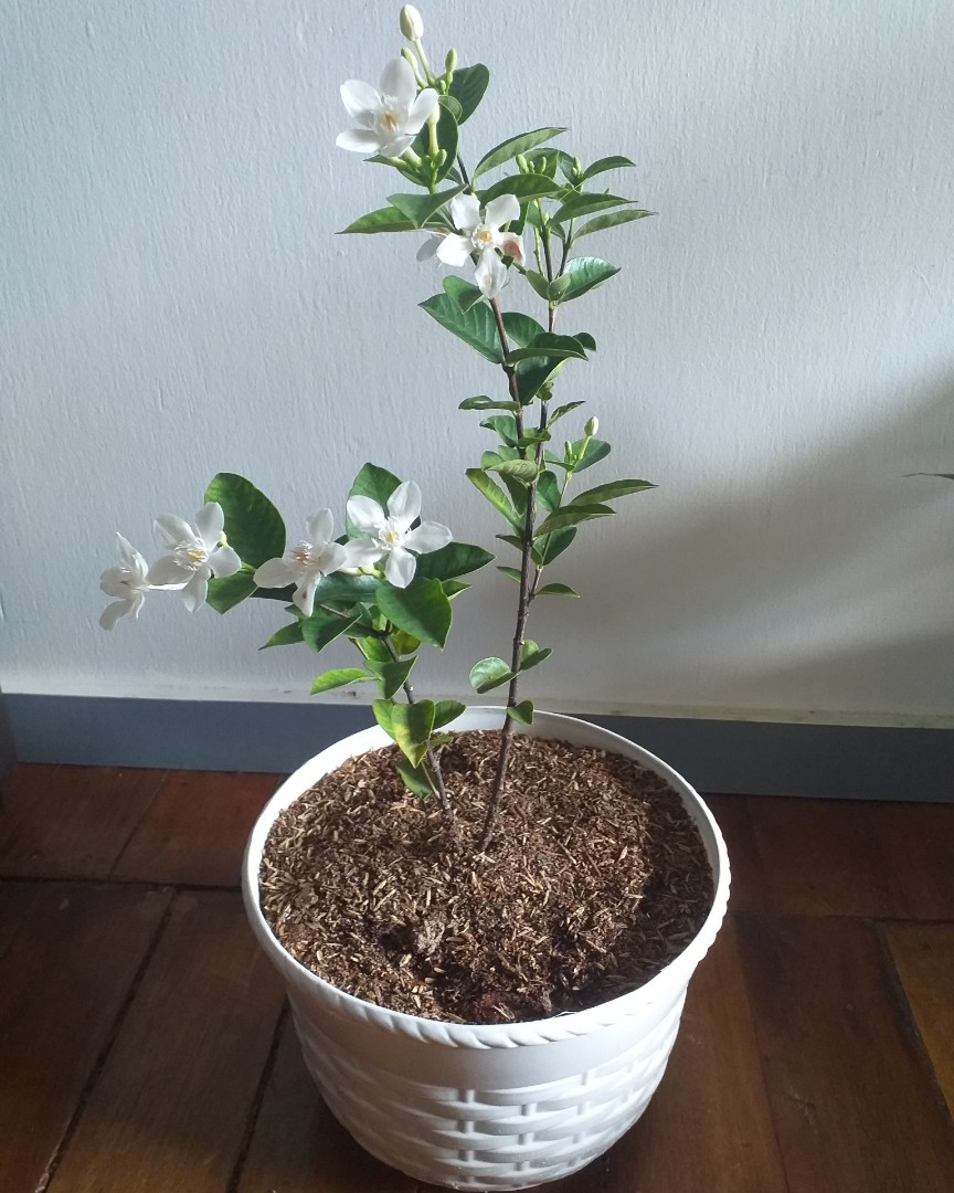 White cheap angel plant