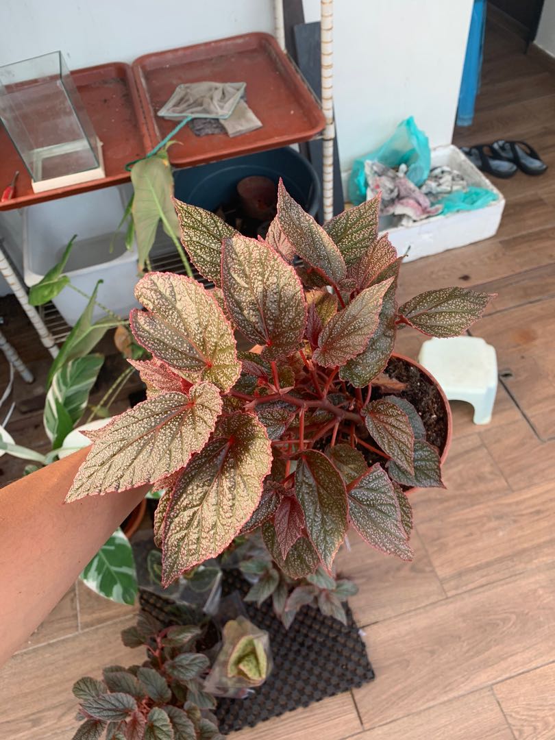Begonia Angel Wing Benigo Pink Furniture Home Living Gardening Plants Seeds On Carousell
