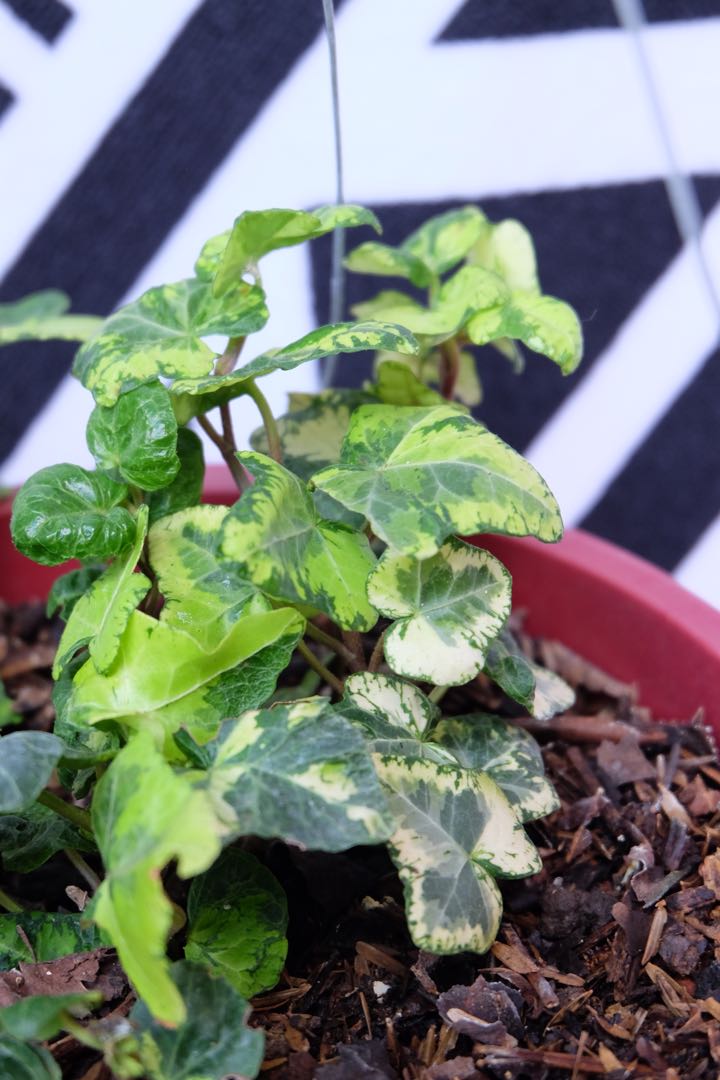 English Ivy Kolibri Gardening Flowers Plants On Carousell Care tips for growing an ivy plant at houseplant411.com. english ivy kolibri