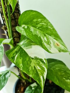 (Category: ) located in . Submitted by theaccidentalplanter (Listing ID 1048289708, Image 1). Description: .
