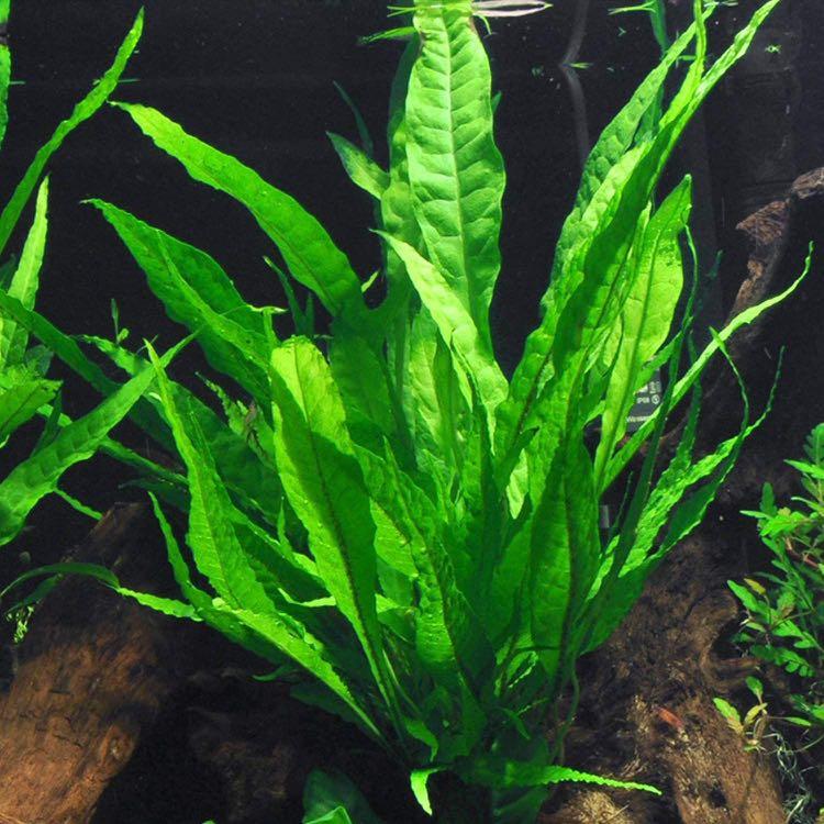Java Fern Aquatic Plants Gardening Plants On Carousell