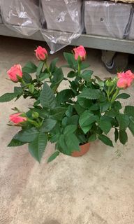 (Category: ) located in . Submitted by vijaya30 (Listing ID 1048433882, Image 1). Description: .